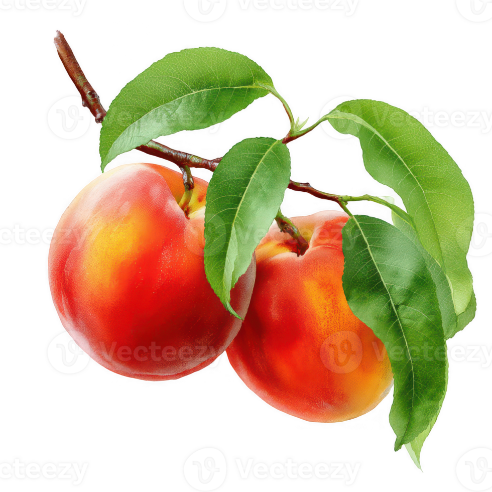 Two peaches with leaves on a branch on transparent background png
