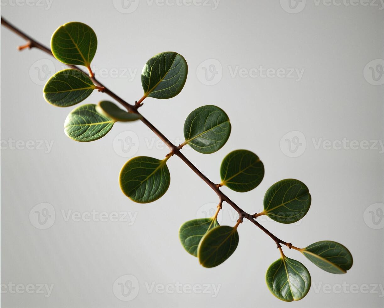 Green Leafy Branch with Fresh Leaves Against a Soft Background photo