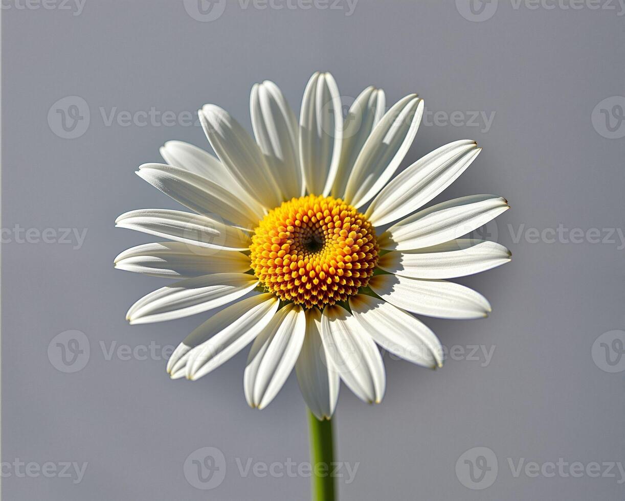 Elegant White Daisy Flower with Yellow Center against Gray Background photo