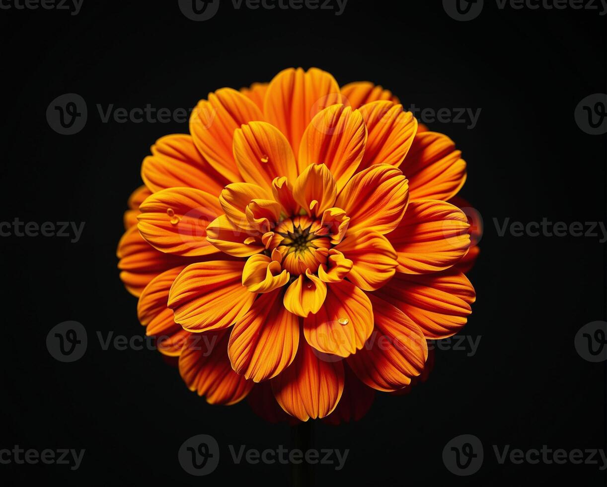Bright Orange Flower on Black Background for Nature Photography photo