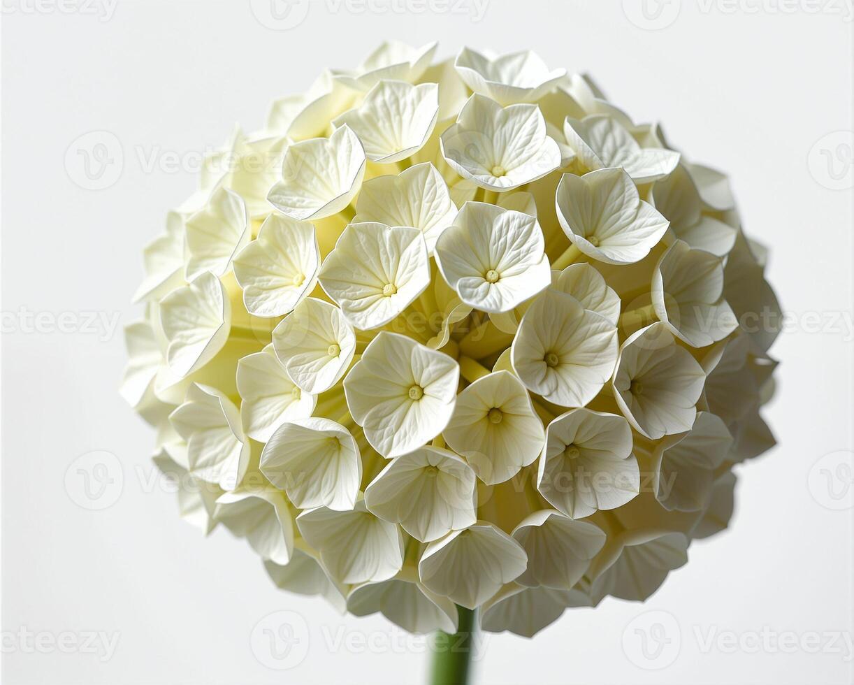White Flower Sphere with Delicate Petals on Simple Background photo
