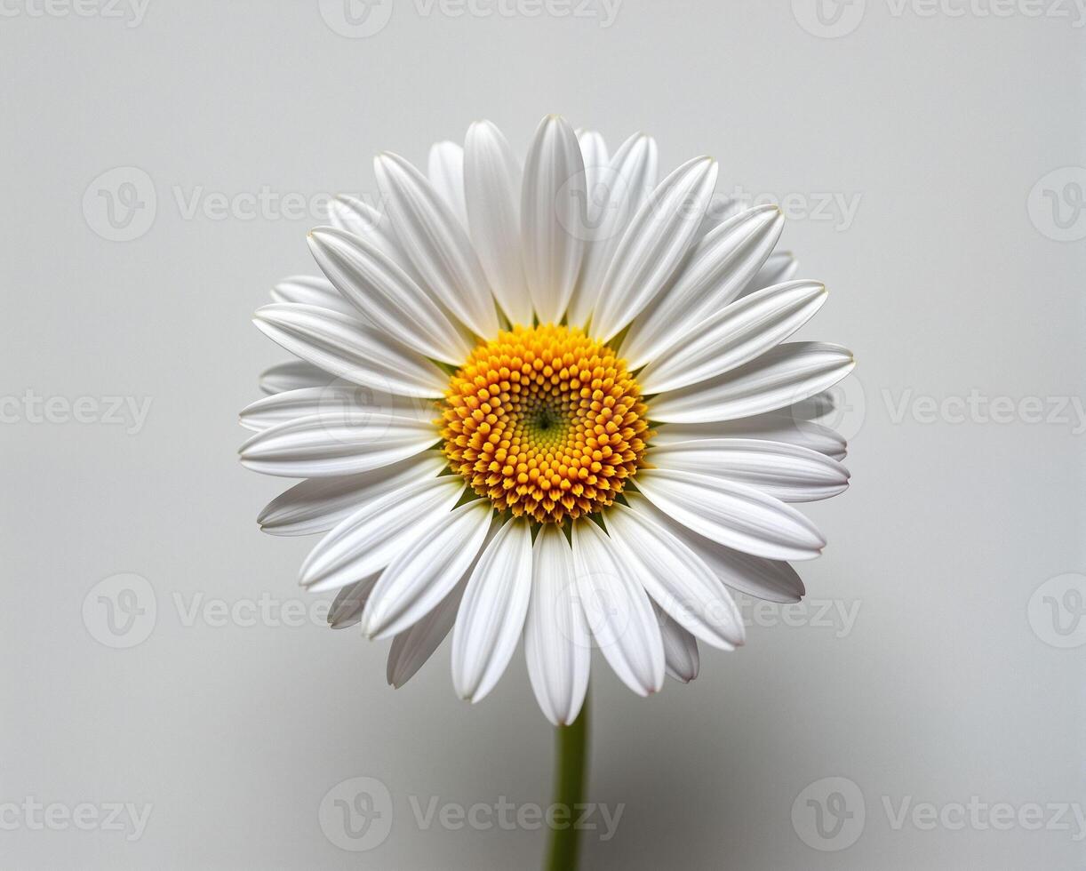 Beautiful White Daisy Flower with Yellow Center on Plain Background photo