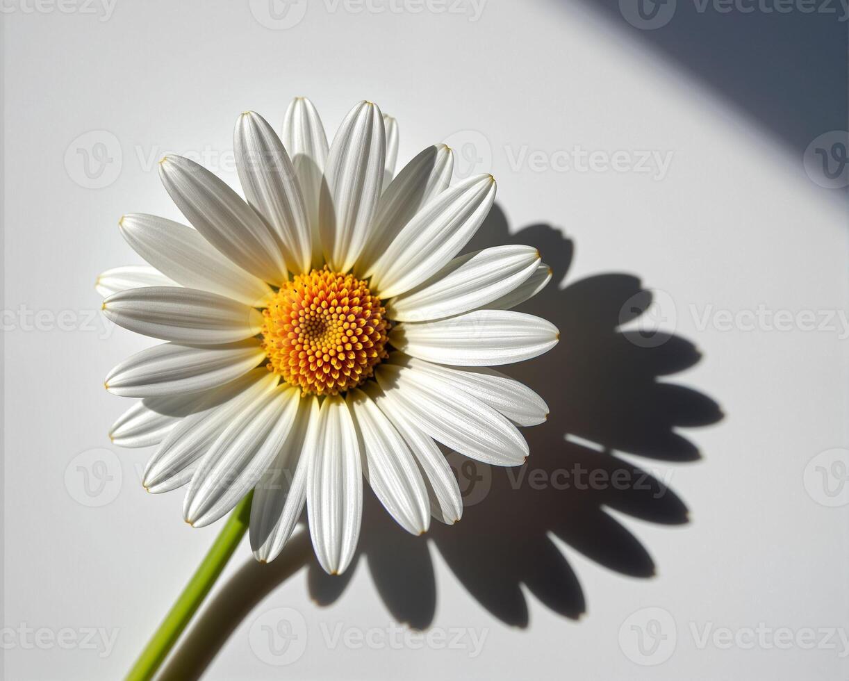Close-Up of White Daisy Flower Casting a Shadow on White Surface photo