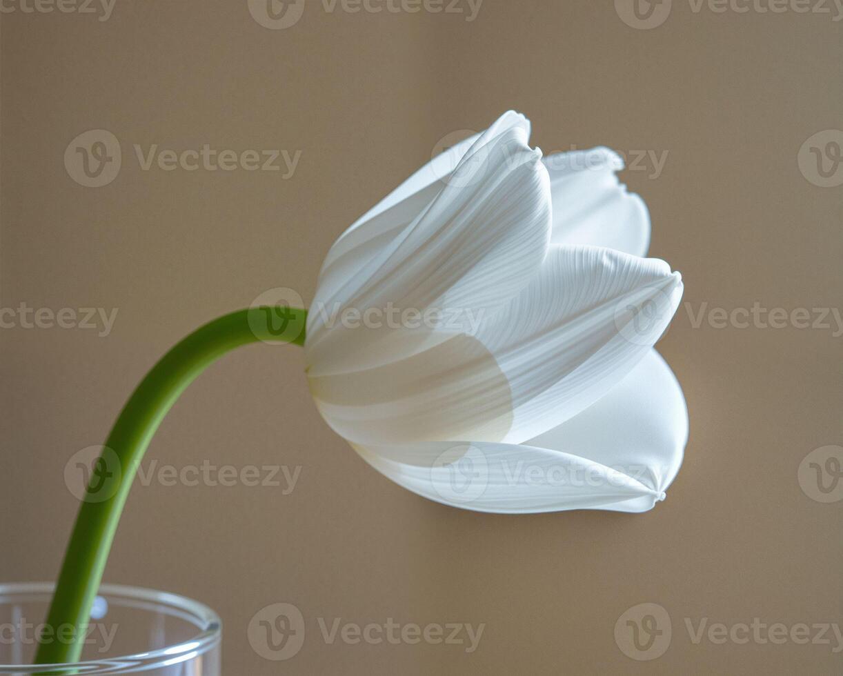 Elegant White Tulip in Glass Vase with Soft Background Light photo