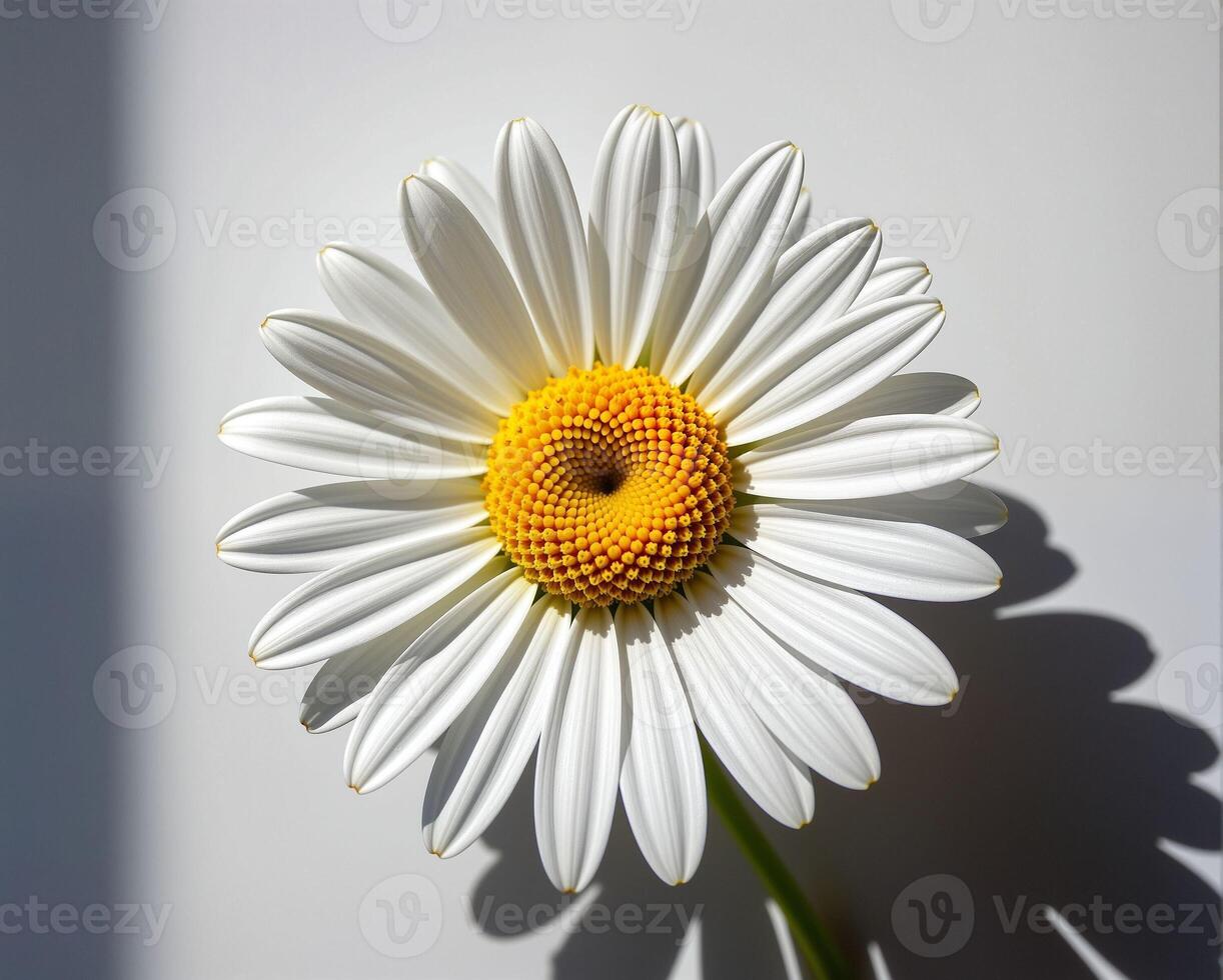 Bright White Daisy Flower with Yellow Center in Natural Light photo