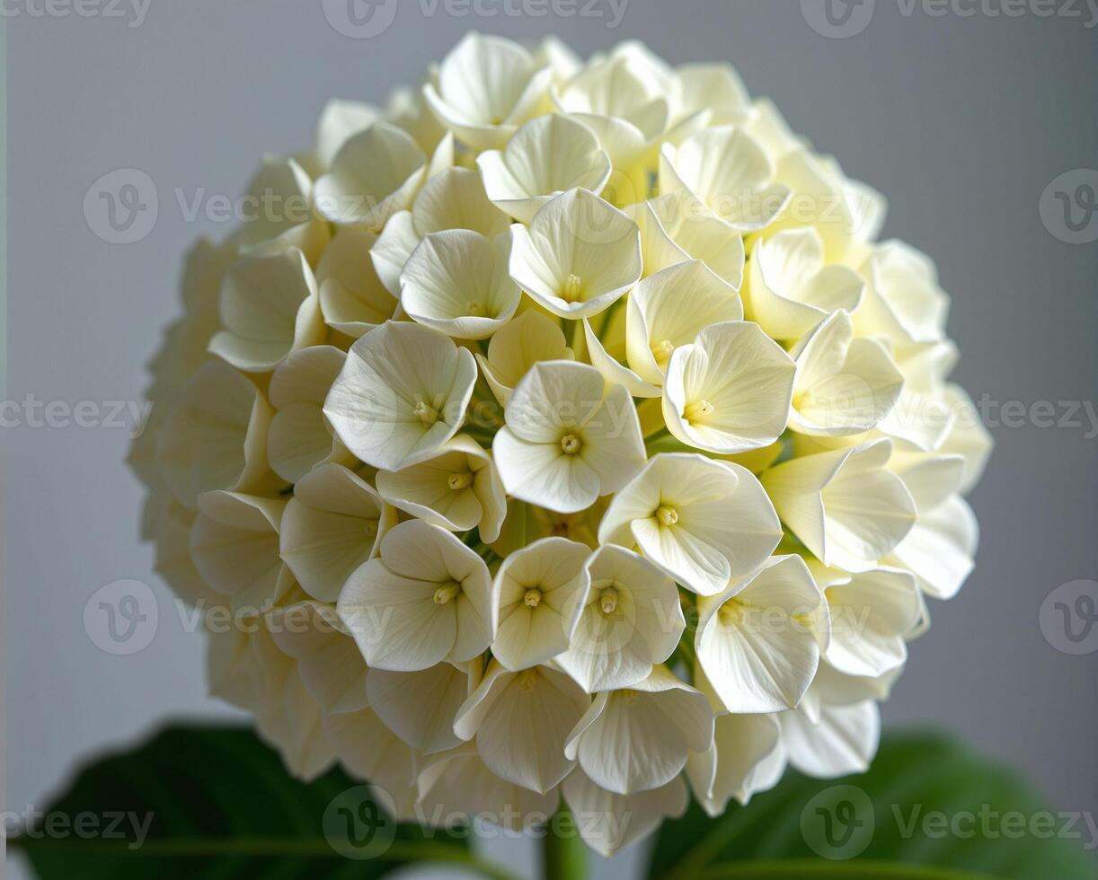 Elegant White Flower Arrangement with Round Shape and Green Leaves photo