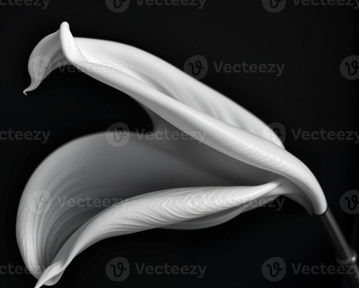 Elegant Calla Lily in Monochrome with Graceful Curves and Texture photo