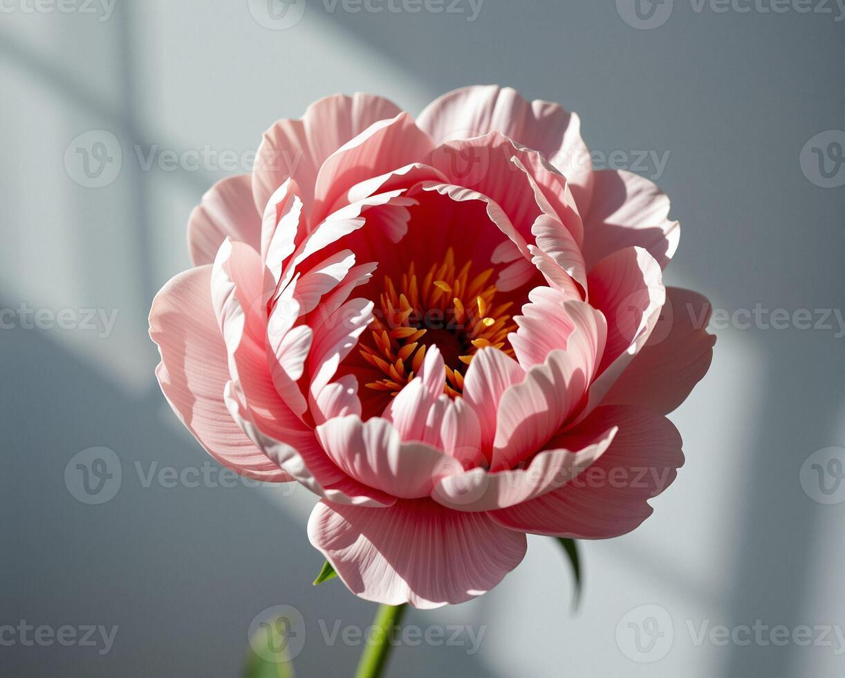 Delicate Pink Flower with Soft Petals and Vibrant Center in Light photo