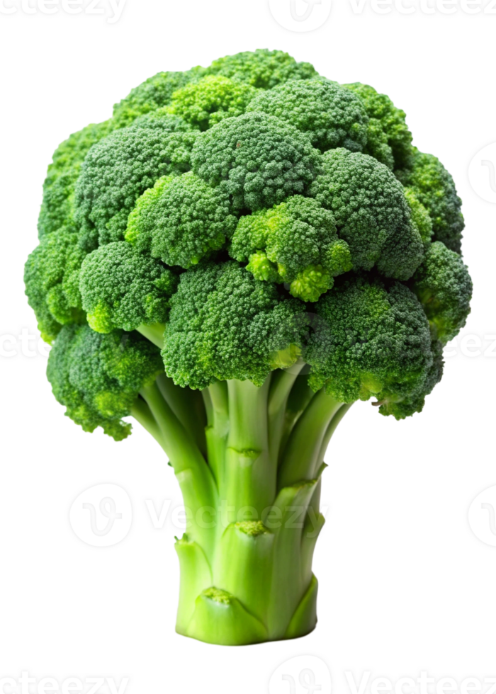 Fresh green broccoli, showcasing its vibrant florets and sturdy stalk. png