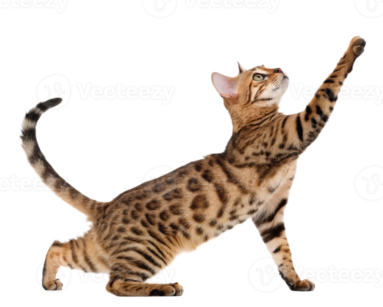 A playful Bengal cat stretches its paw upward, showcasing its elegant spotted coat and agile form. png