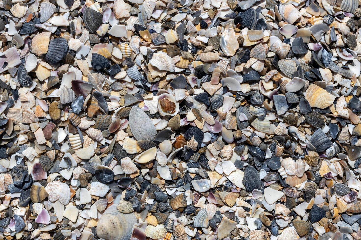 Crushed Shells Forming Coastal Texture photo