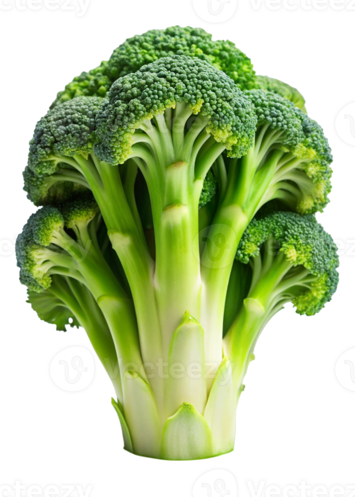Fresh green broccoli with vibrant florets, showcasing its crisp texture and nutritious appeal. png