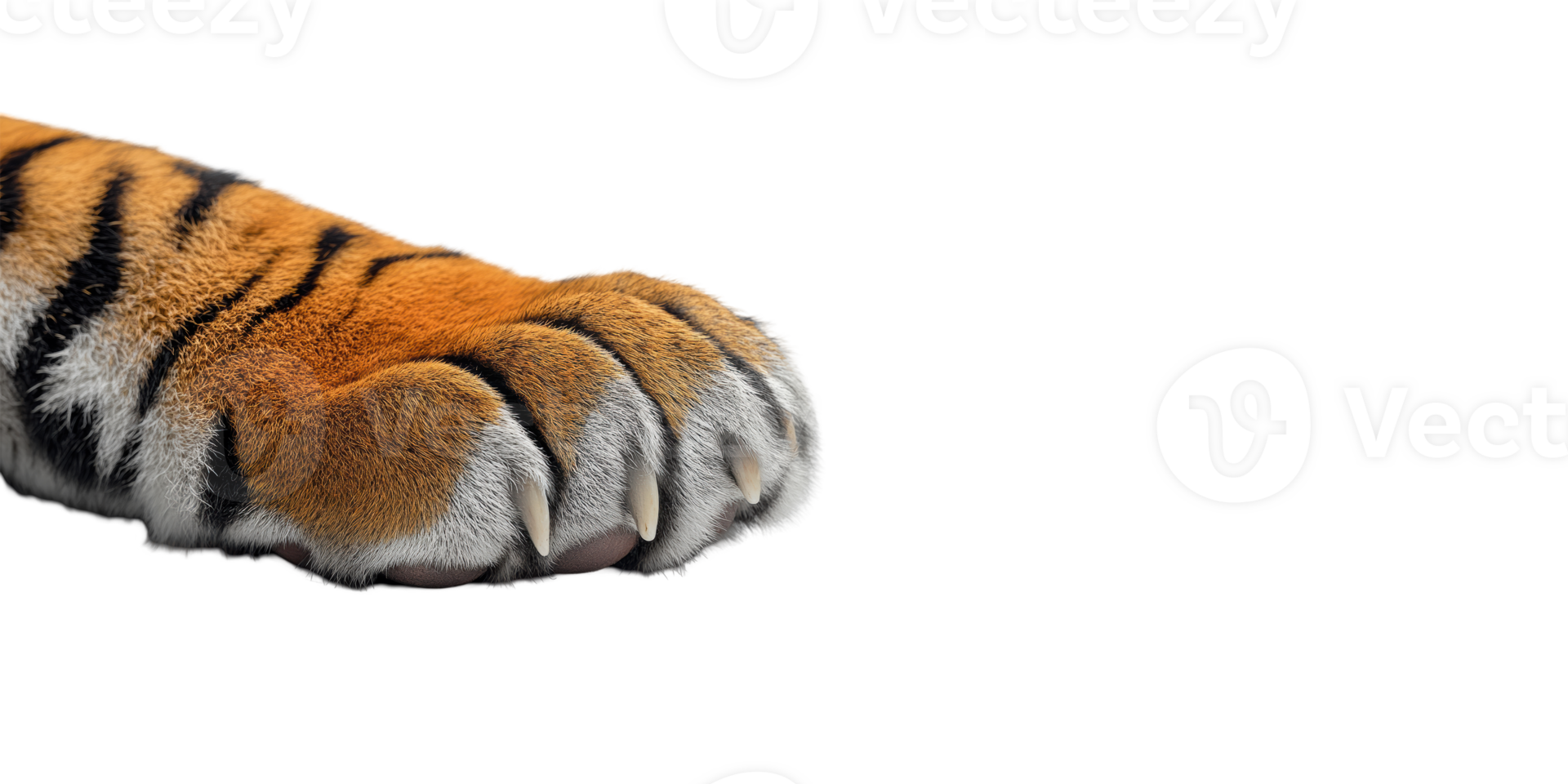 Tiger Paw Close-Up. Symbol Of Strength And Wilderness Isolated On Transparent Background png