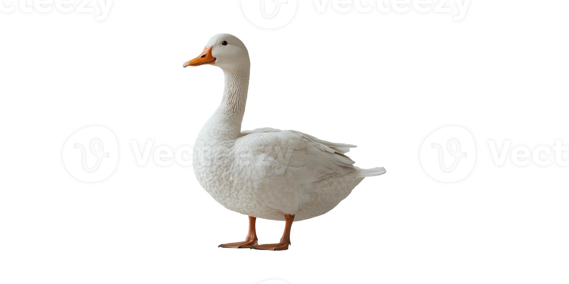 Domestic Goose. Symbol Of Agriculture And Poultry Farming Isolated On Transparent Background png
