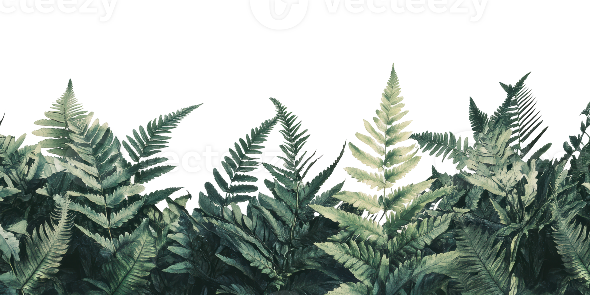 Green fern leaves isolated on transparent background png