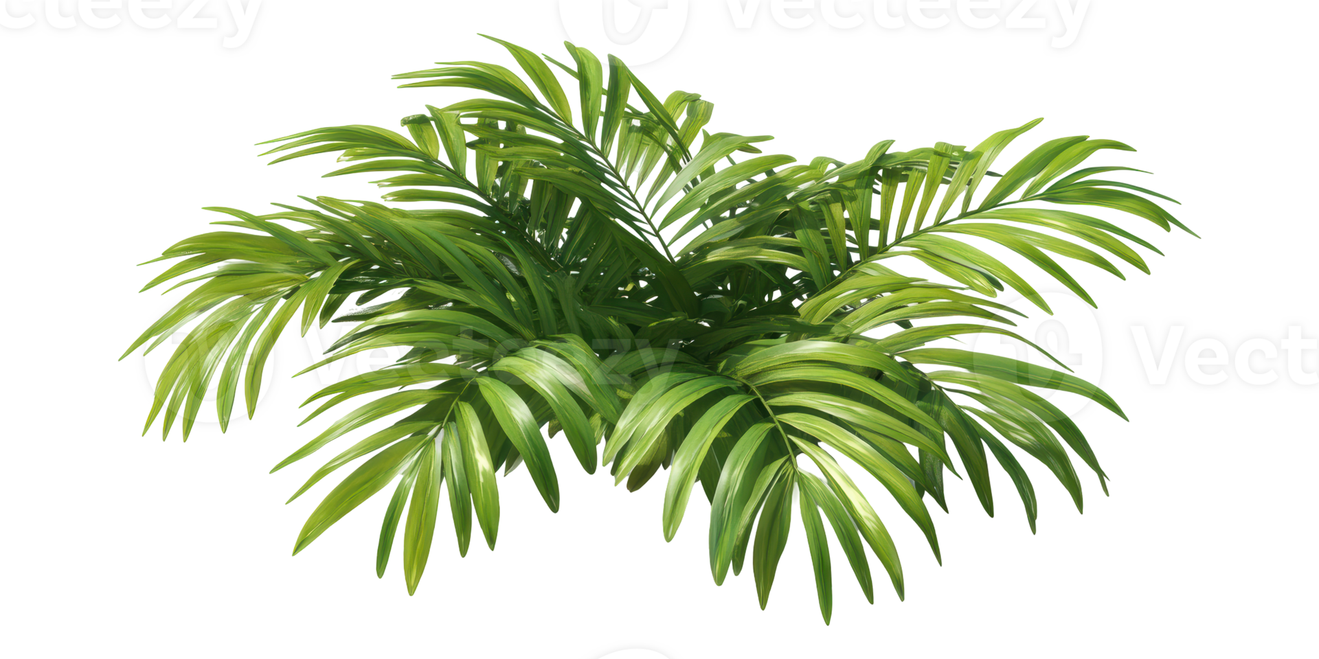 Lush Tropical Palm Leaf Cluster Isolated on Transparent Background png