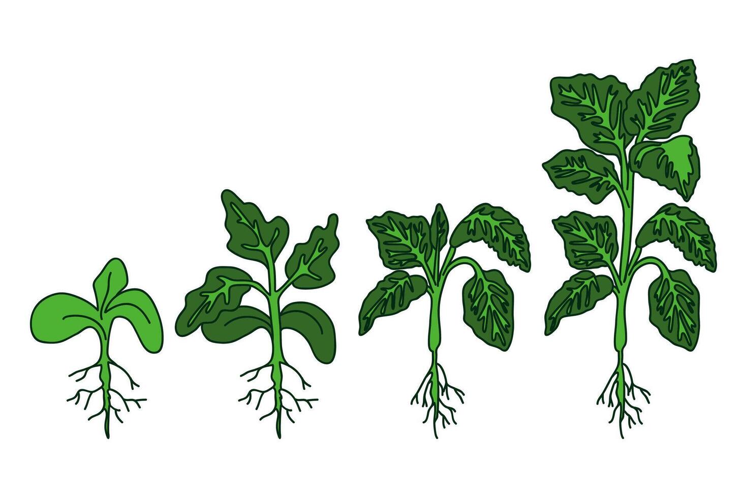 Hand drawn botanical tomato seedlings with roots and leaves isolated on white background. Cartoon colorful growing vegetable seedlings illustration. Graphic design for Product Card Icon Sign vector