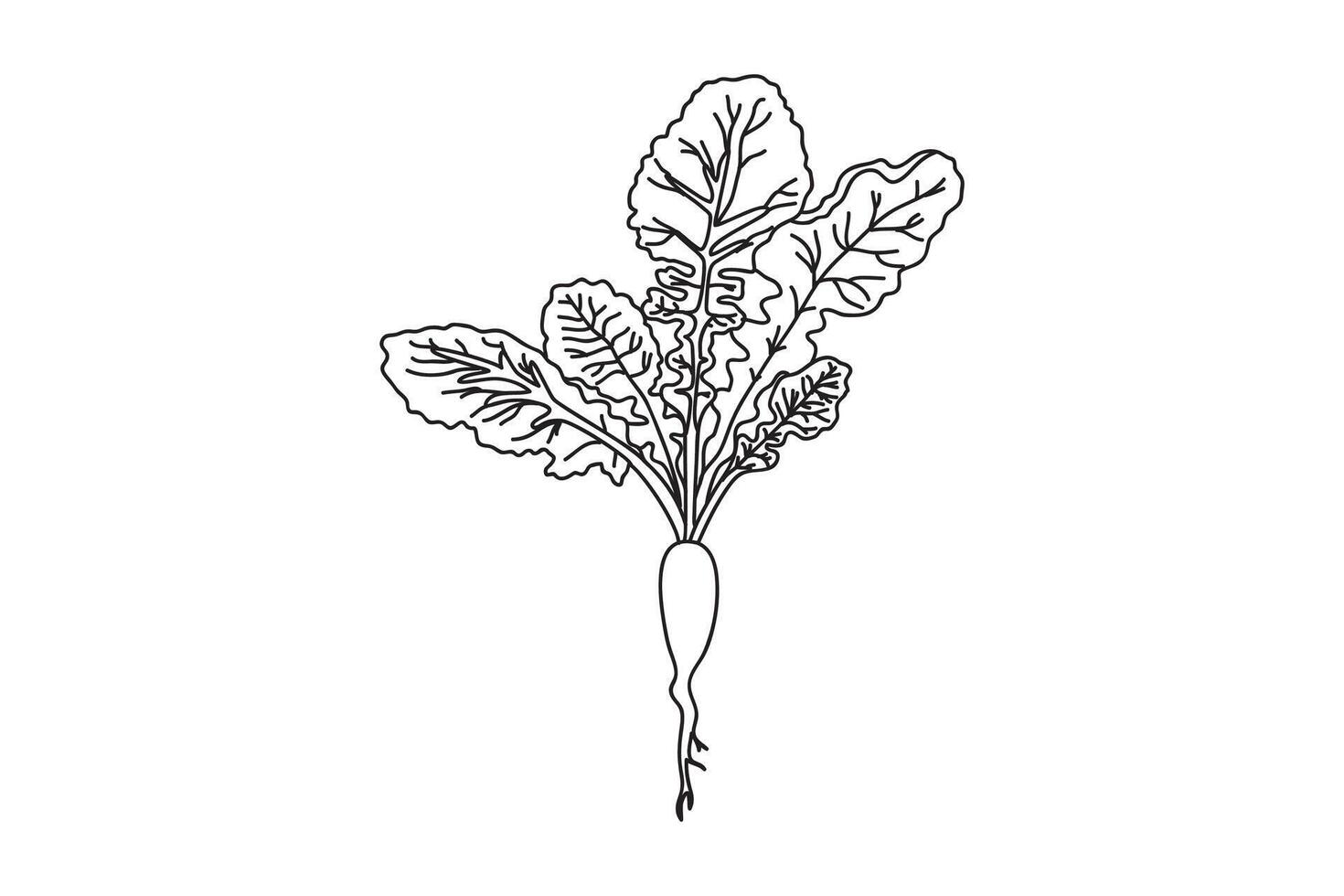 Line art botanical beet isolated on white background. Hand drawn outline plant vegetable illustration. Graphic design for Birthday Invitation Coloring Book Card Print Advertising Label Shop vector
