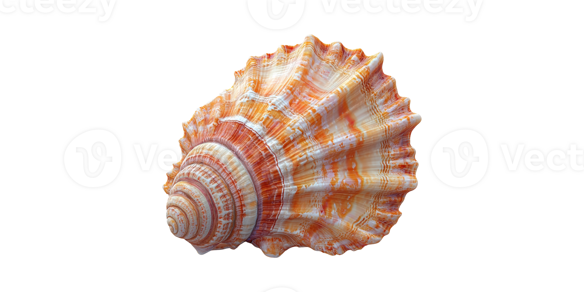 Colorful Conch Shell. Marine Life And Coastal Decor Inspiration Isolated On Transparent Background png