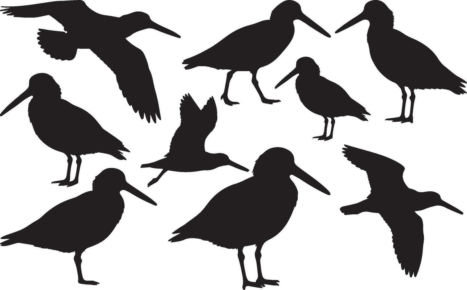Silhouette of an American Oystercatcher vector