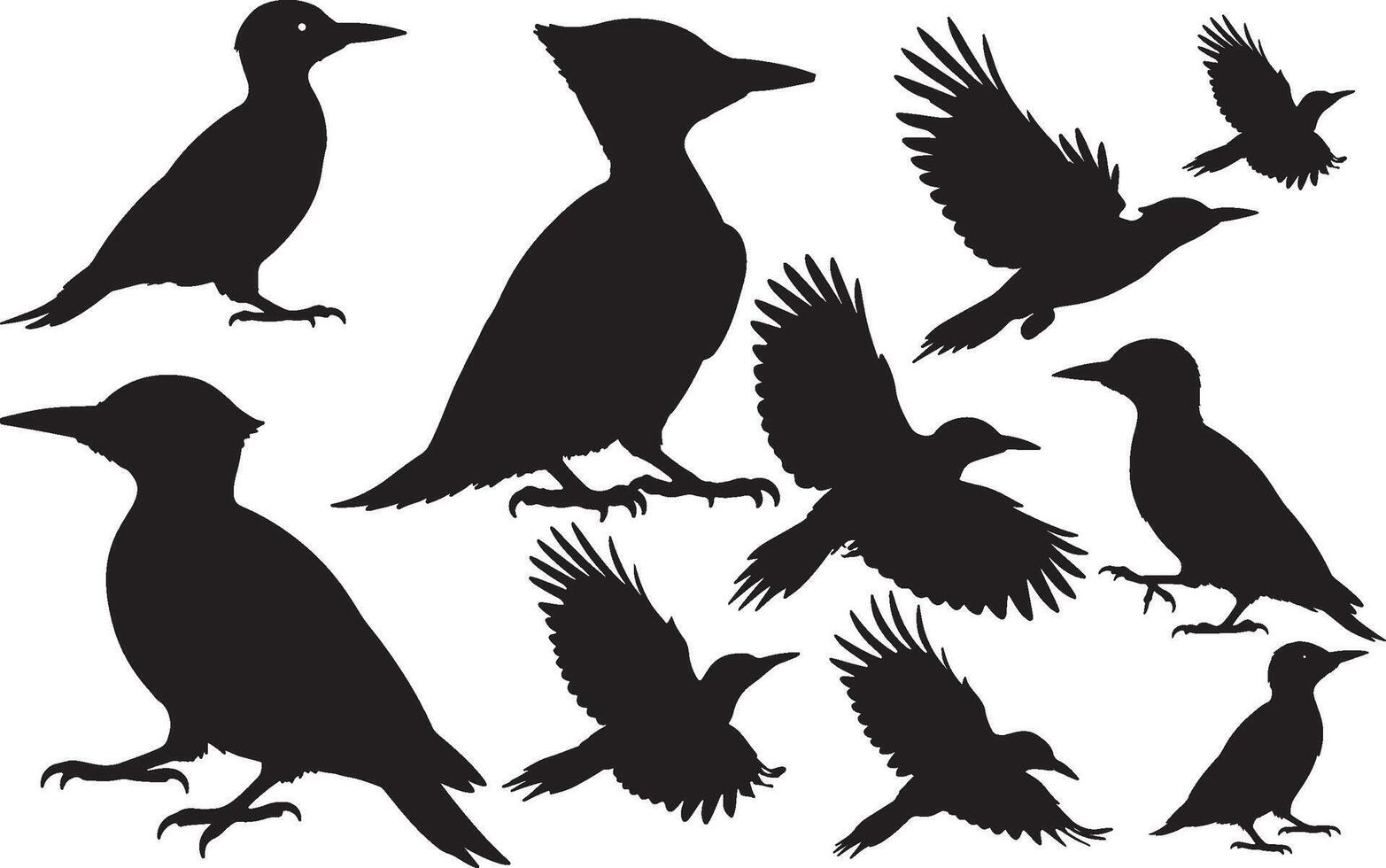 Acorn Woodpecker Silhouette vector