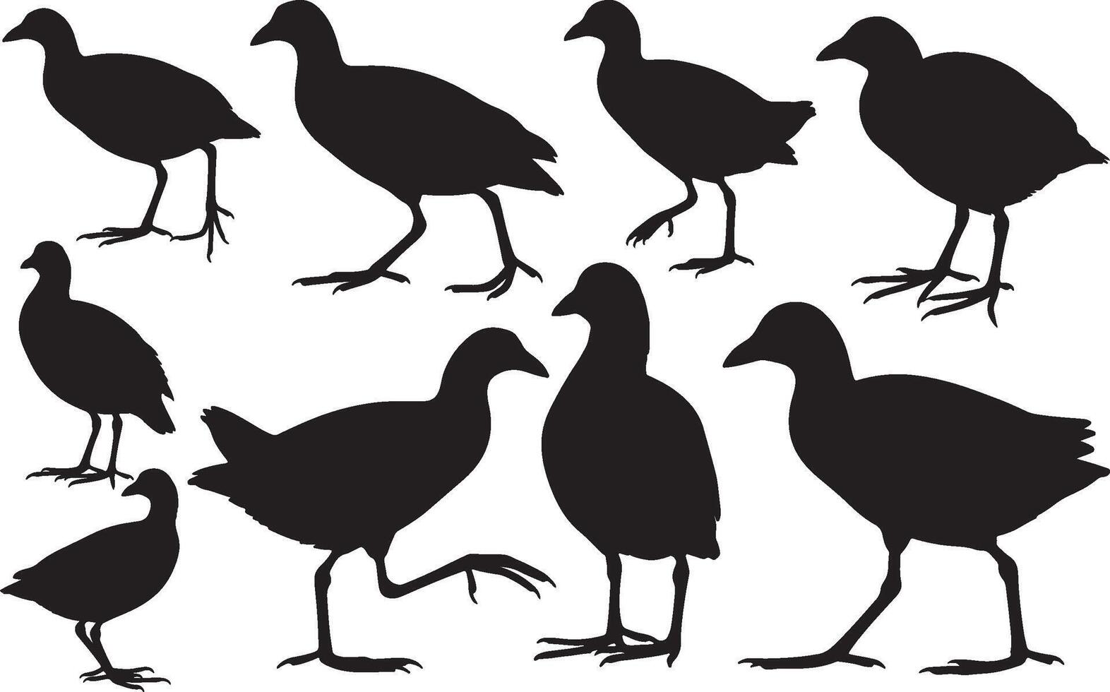 Silhouette of a Common Gallinule vector