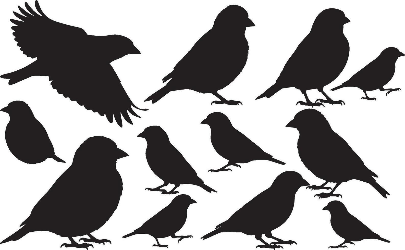 Birds Silhouette of an American vector
