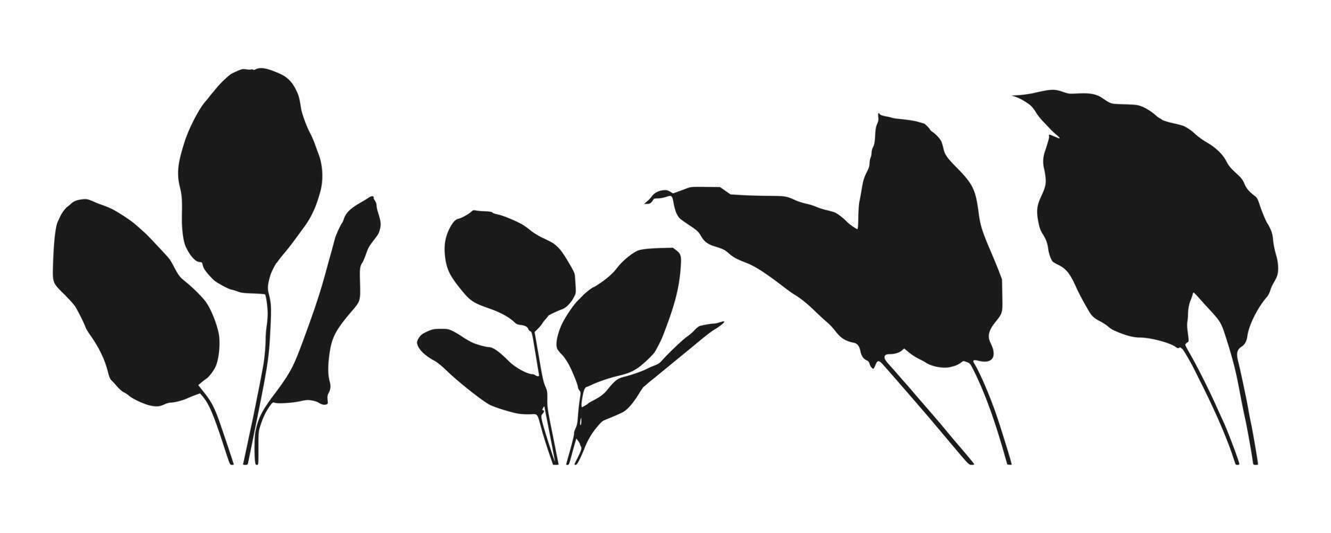 Silhouette of banana leaf branch on a white background vector