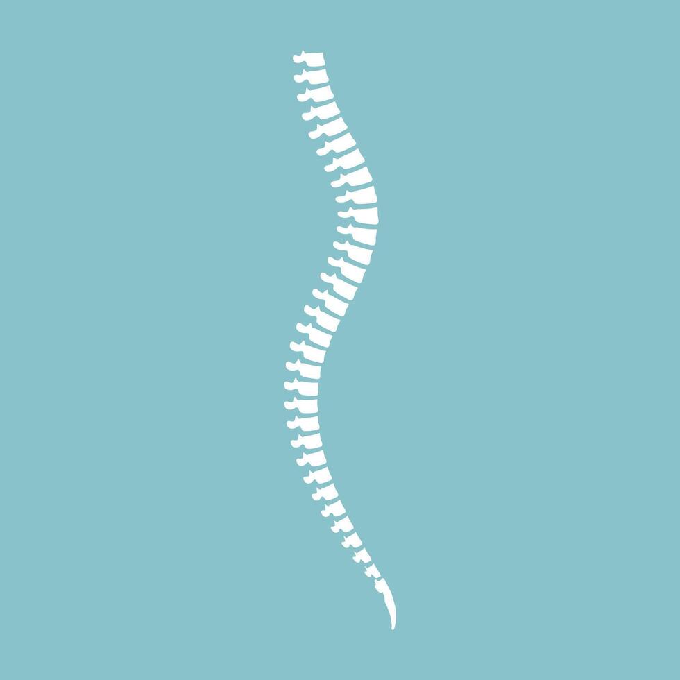 Illustration of a white spine for diagnostic purposes vector
