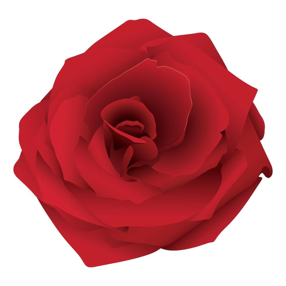Blooming red rose flower isolated on white background graphic illustration. vector