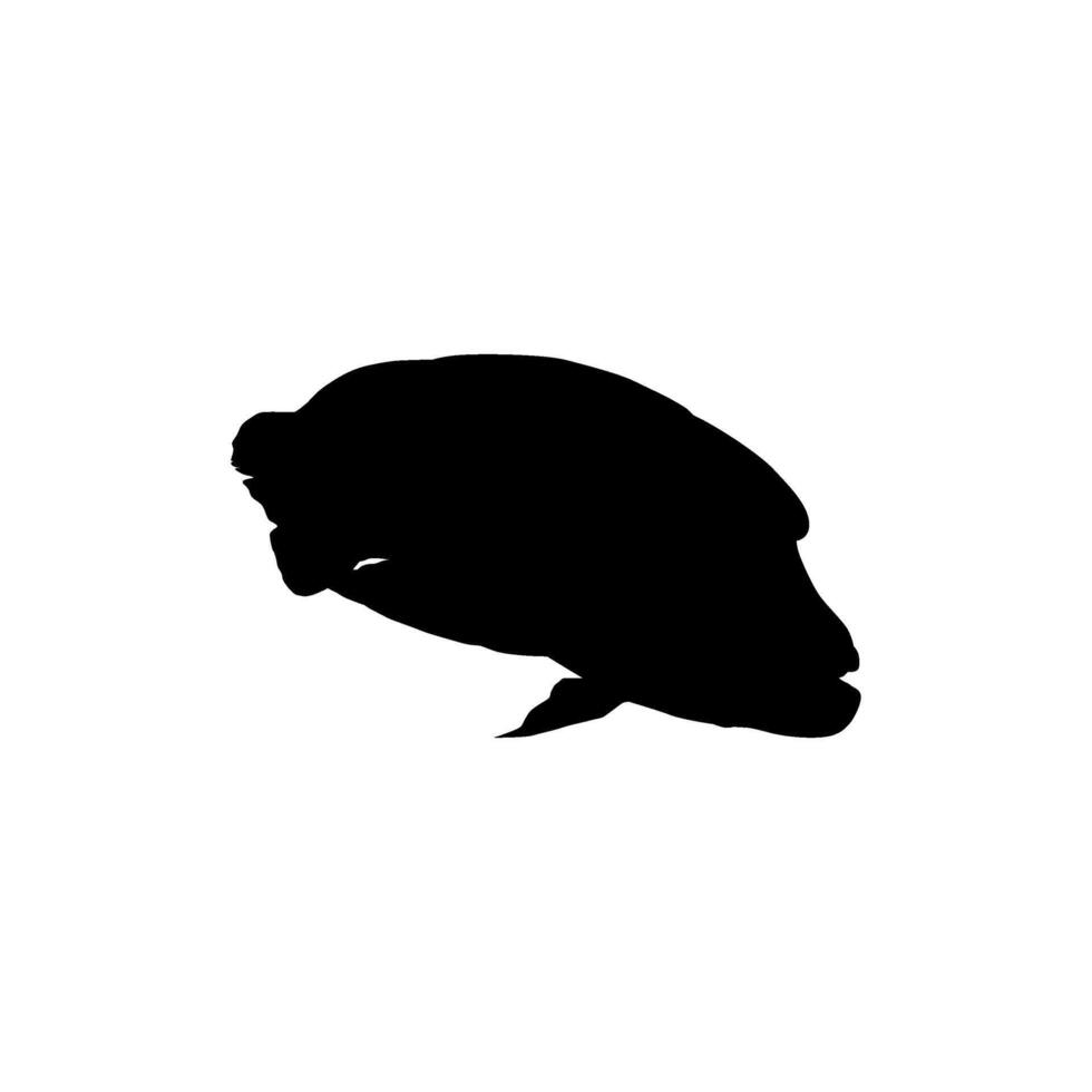 Silhouette umphead wrasse, Cheilinus undulatus, Maori wrasse, Napoleon wrasse, Napoleon fish. Flat Style, can use for Logo Gram, Animal Illustration, Pictogram, ect vector