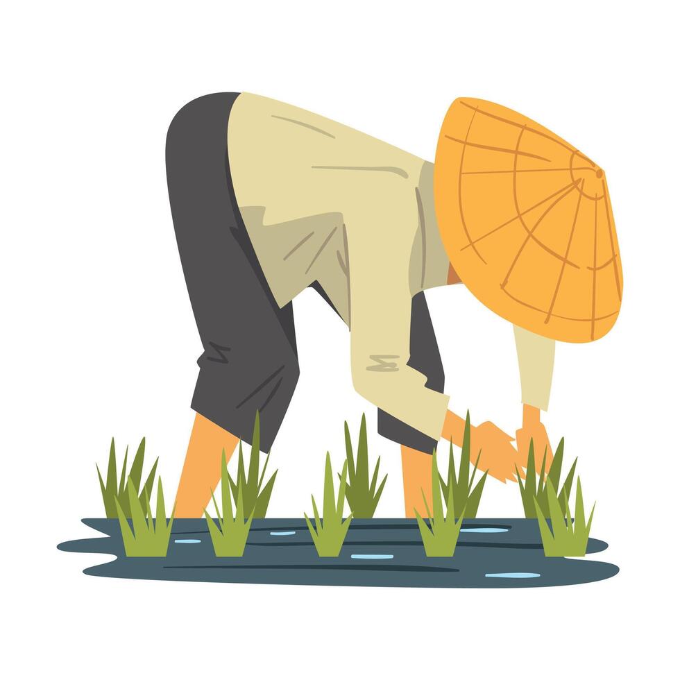 Asian Farmer in Straw Conical Hat Caring for Plants on Paddy Field Cartoon Style Illustration on White Background vector