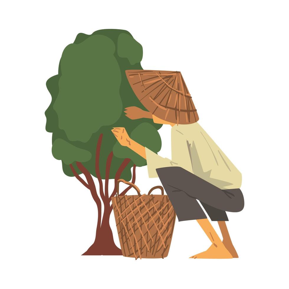 Asian Farmer in Straw Conical Hat Picking up Tea Leaves Cartoon Style Illustration on White Background vector
