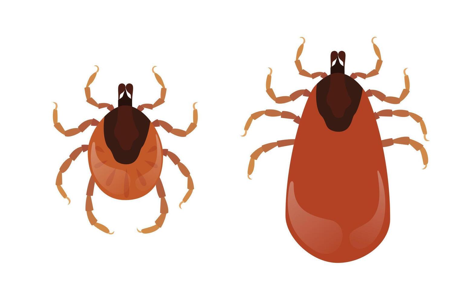Two orange mites, bloodsucking parasites, are waiting for their host on white background vector
