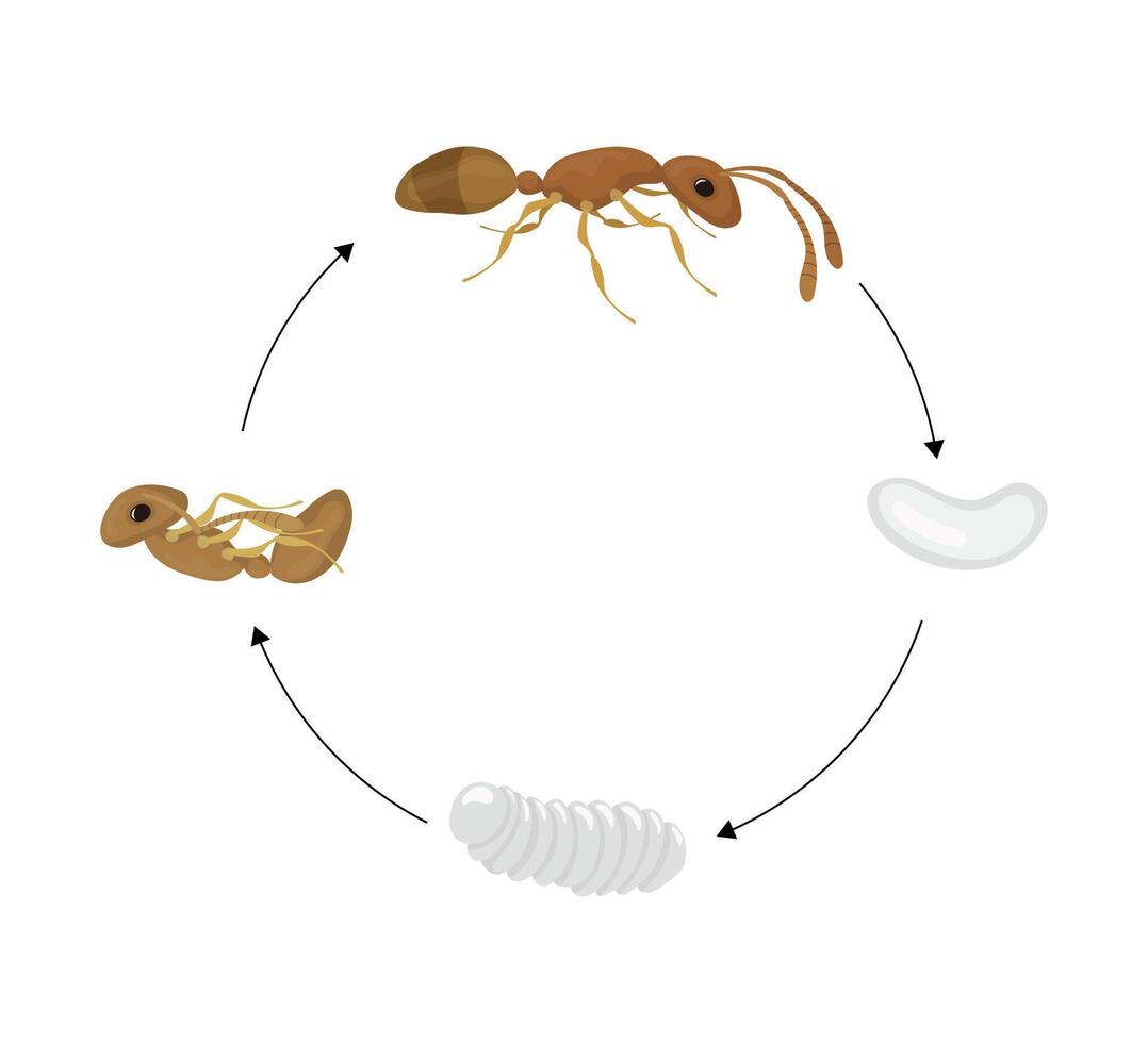 Ant Life Cycle Showing Different Stages of Development vector