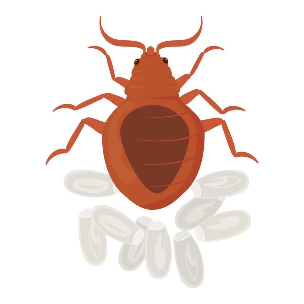 Bed Bug Laying Eggs, Pest Control and Infestation vector