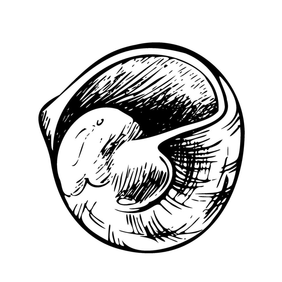 Underwater world clipart seashell. Graphic illustration hand drawn in black ink. Isolated object EPS vector