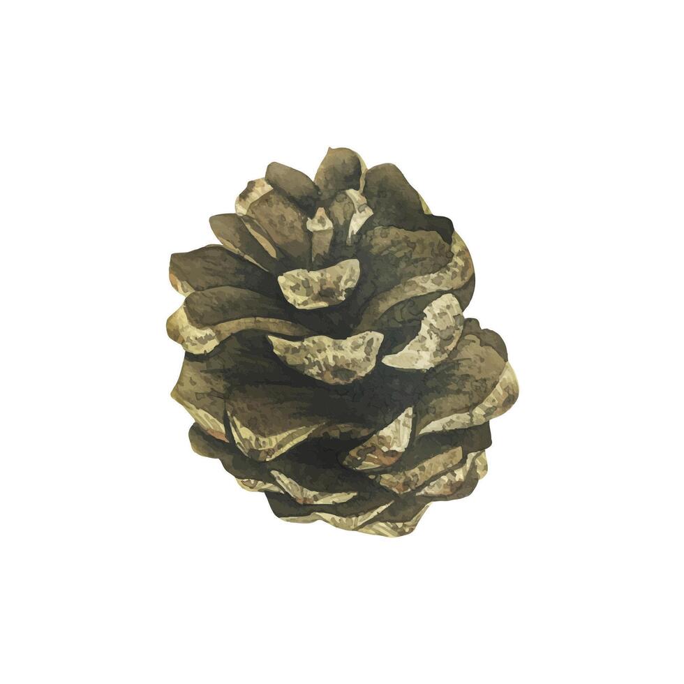 Pine cone is brown Watercolor illustration, hand drawn. Isolated object on a white background vector