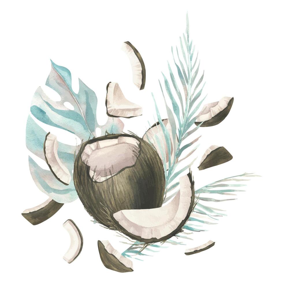 The coconuts are whole and opened with the leaves of tropical palm trees. Watercolor illustration Composition of a large set of COCONUT. For decoration and design of food, cosmetics, packaging, logo. vector