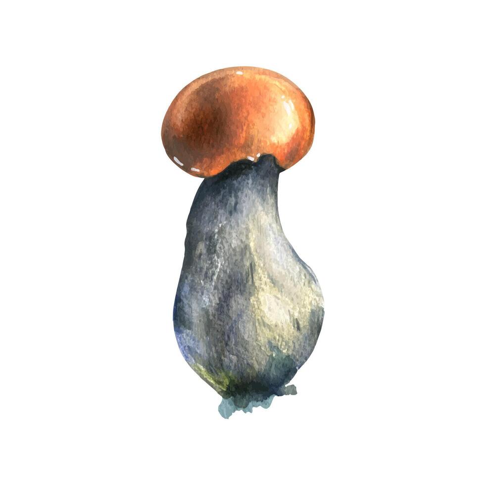 Forest edible mushroom boletus with an orange cap and moss on a stem. Watercolor illustration hand drawn. For recipes, packaging, autumn festival, harvest. Isolated object on a white background. vector