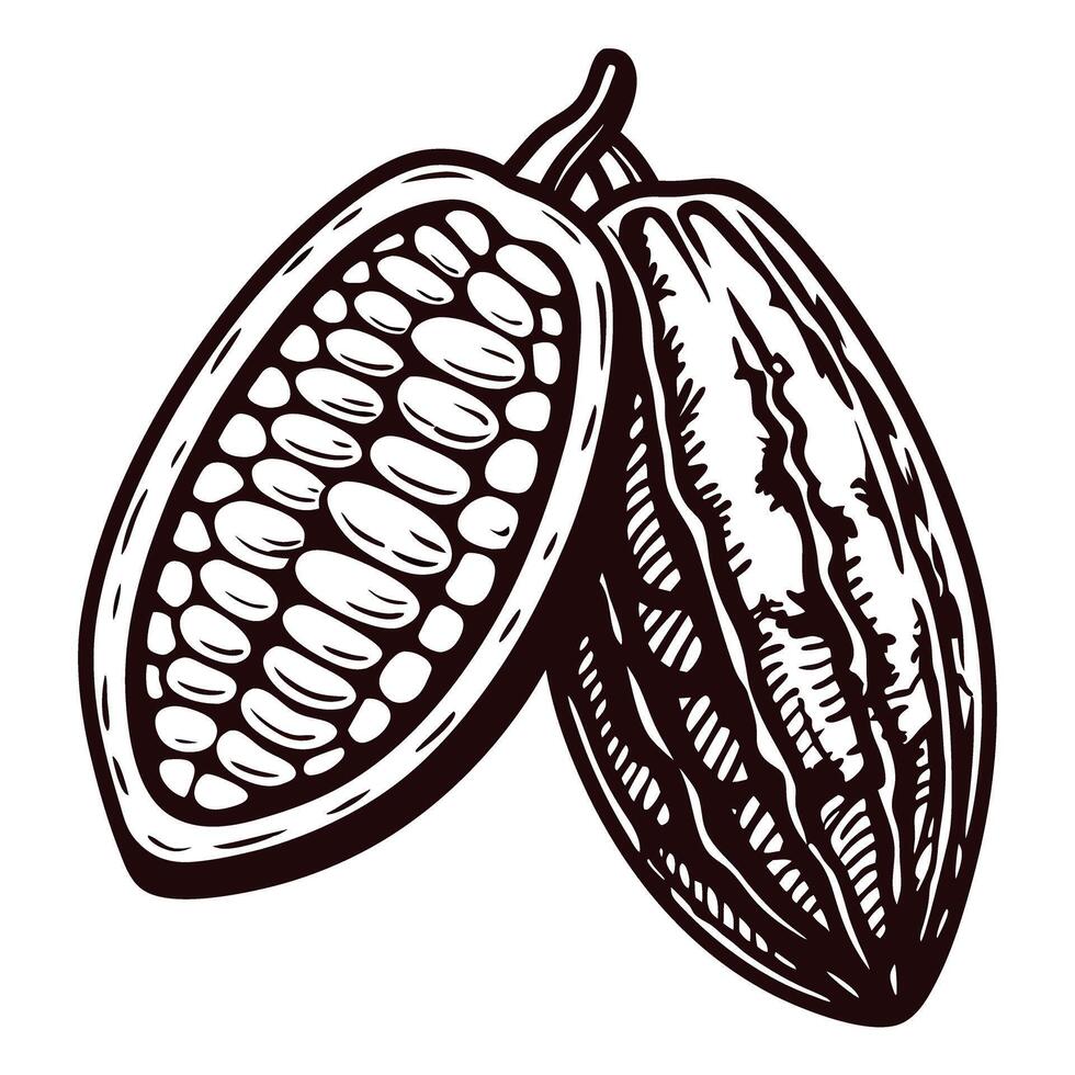 Artistic of cocoa beans and pod displaying seeds in monochrome vector