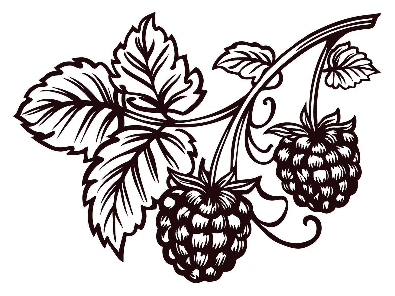 Vintage botanical of ripe blackberries with intricate leaf detail vector