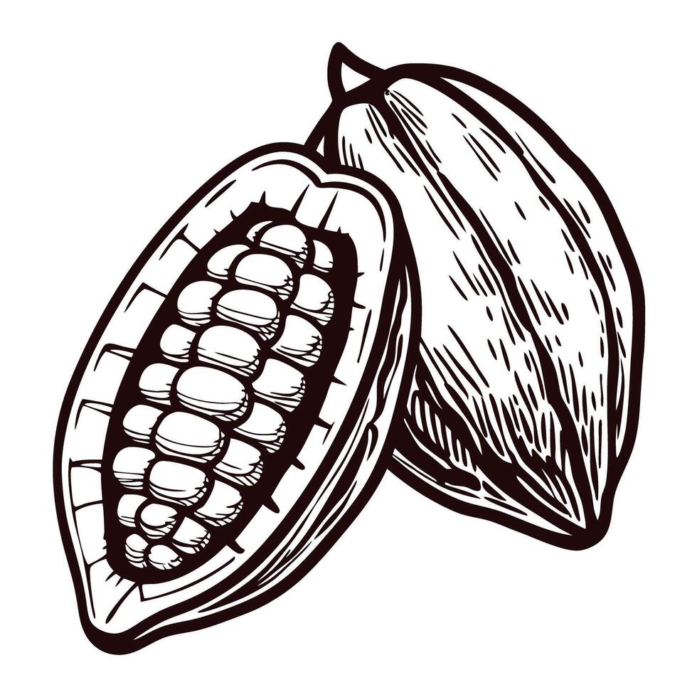 Detailed of open and closed cacao pods displaying cocoa beans vector