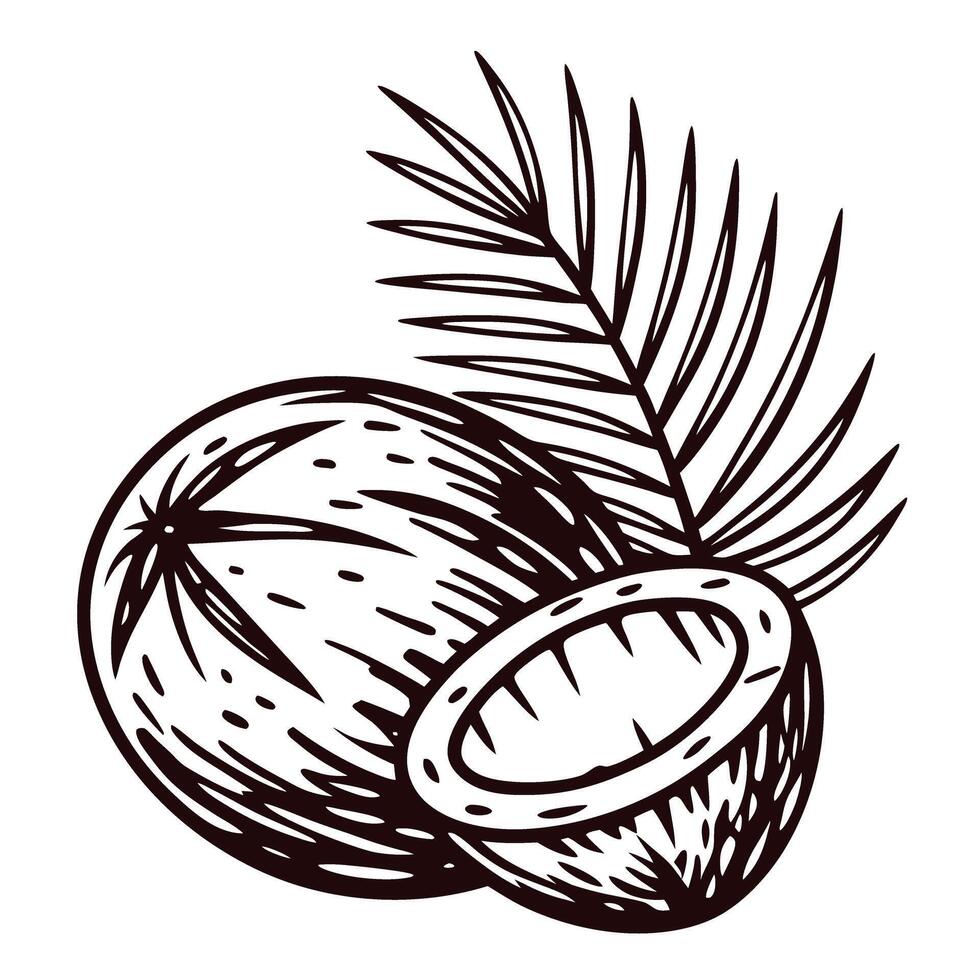of whole and halved coconuts with palm leaf in black and white vector