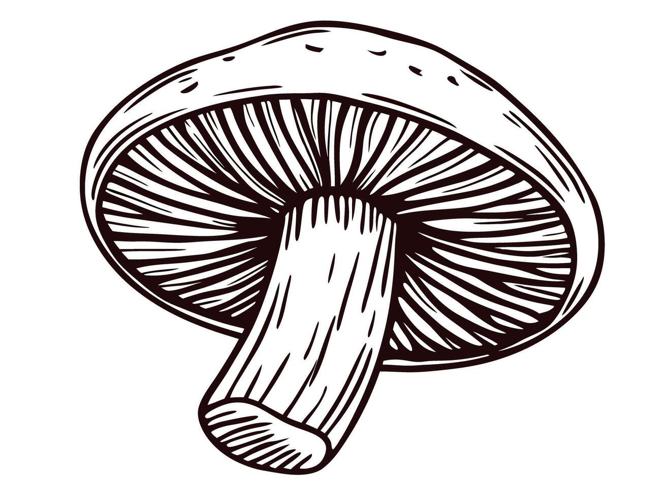Detailed black and white of a mushroom with intricate lines and textures vector