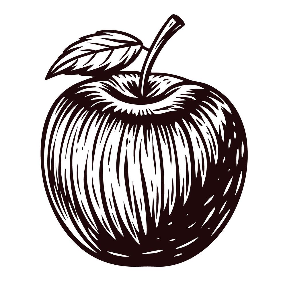 Black and white of a shaded apple with leaf stem in vintage vector