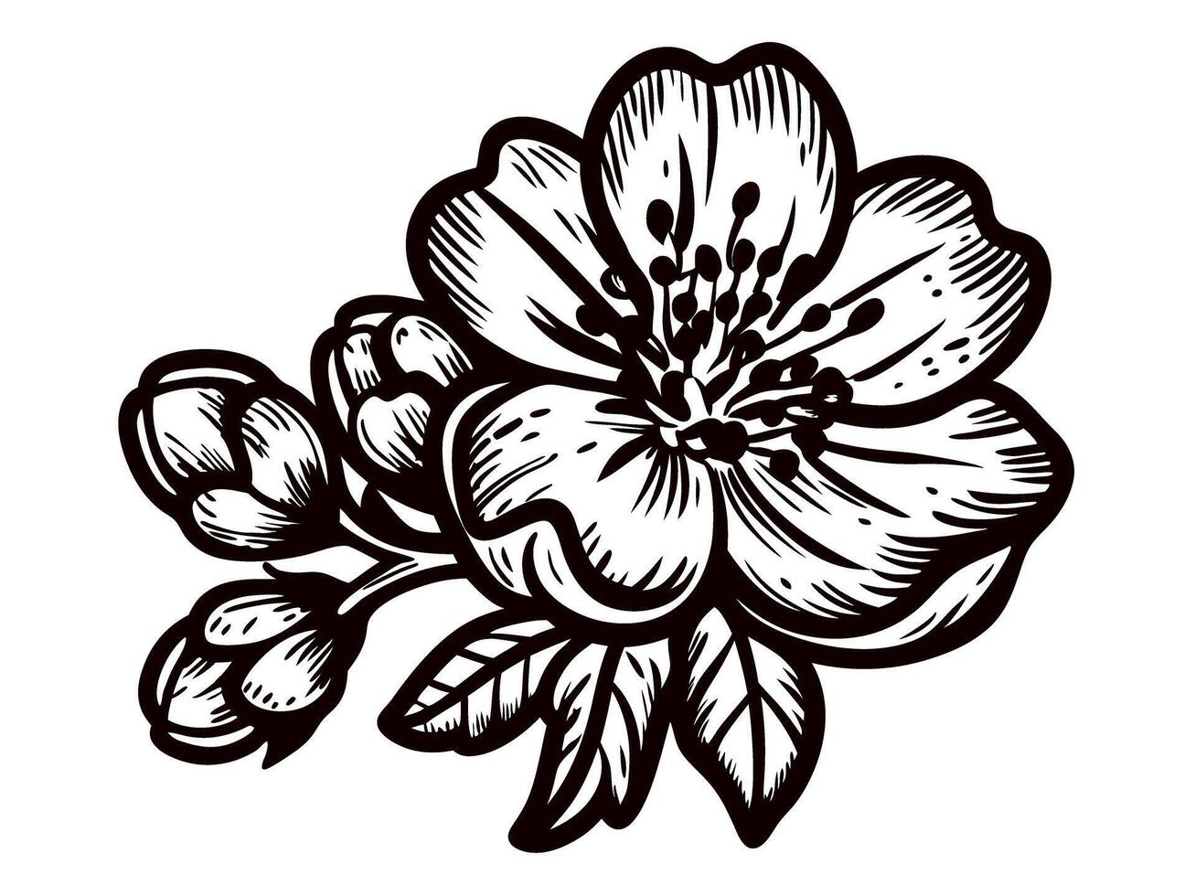 Detailed floral of cherry blossom with buds and leaves vector