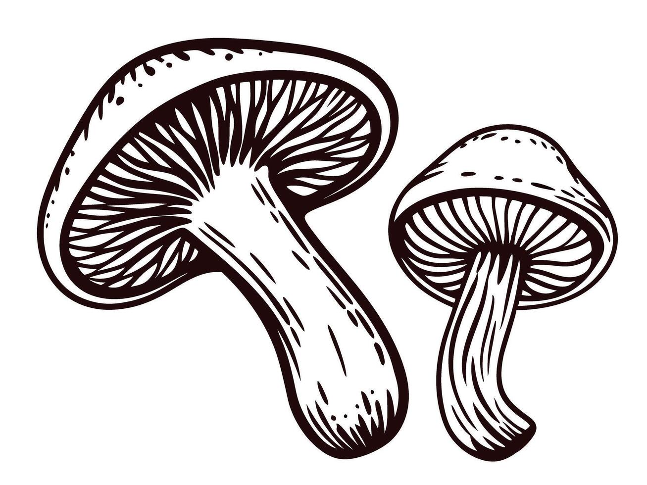 Detailed black and white drawing of two mushrooms with intricate texture and lines vector