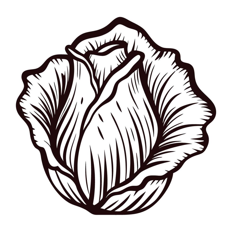 Detailed black and white of a blooming rose with intricate petal patterns vector