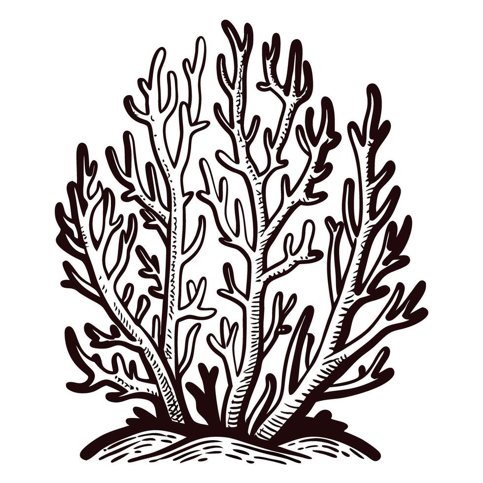 Detailed black and white coral on a white background vector